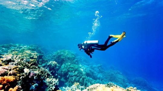 Дайвинг в Сочи: Откройте для Себя Подводный Мир Черного Моря