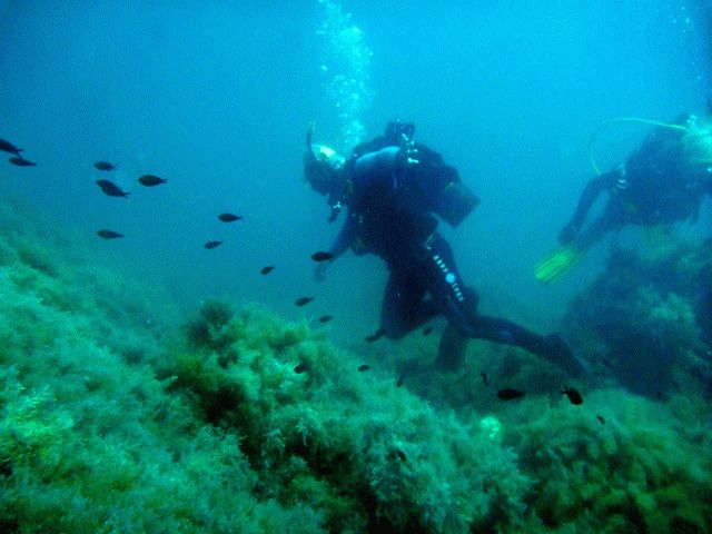 дайвинге на черном море