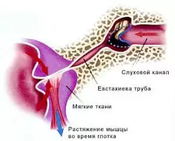 Почему закладывает уши при дайвинге: причины, симптомы и методы предотвращения